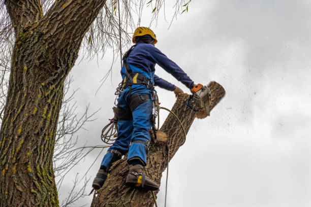 Best Seasonal Cleanup (Spring/Fall)  in Denison, TX