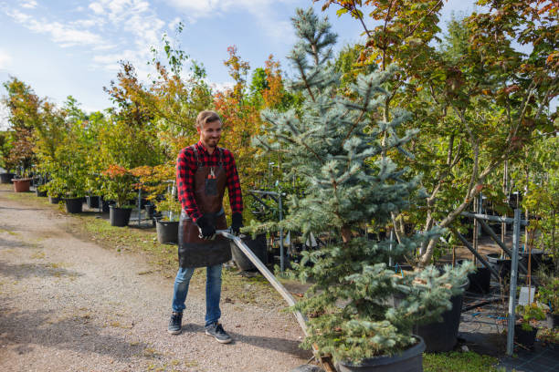 How Our Tree Care Process Works  in  Denison, TX