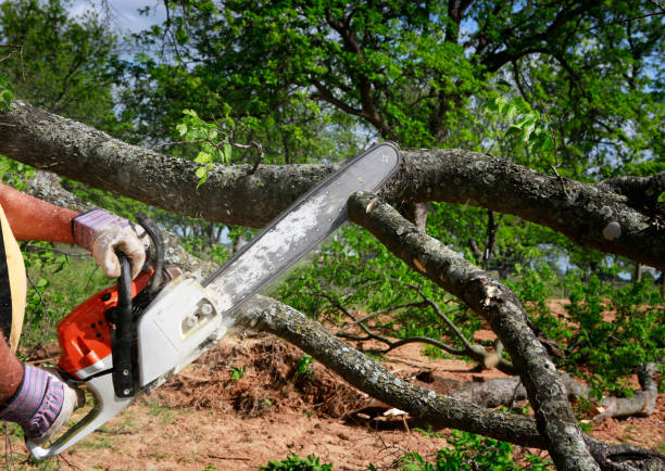 How Our Tree Care Process Works  in  Denison, TX